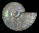 Silver Iridescent Ammonite - Madagascar #5353-1